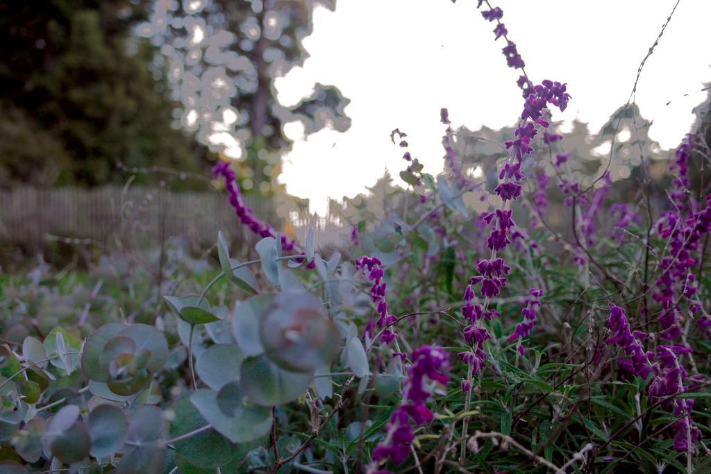 Mendocino Inn & Spa Little River Екстериор снимка